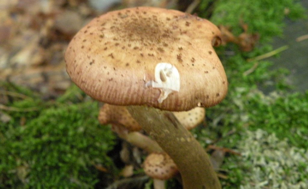 Armillaria sp? Boh...